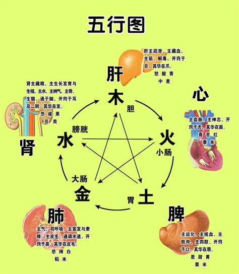 内脏五行|脏腑